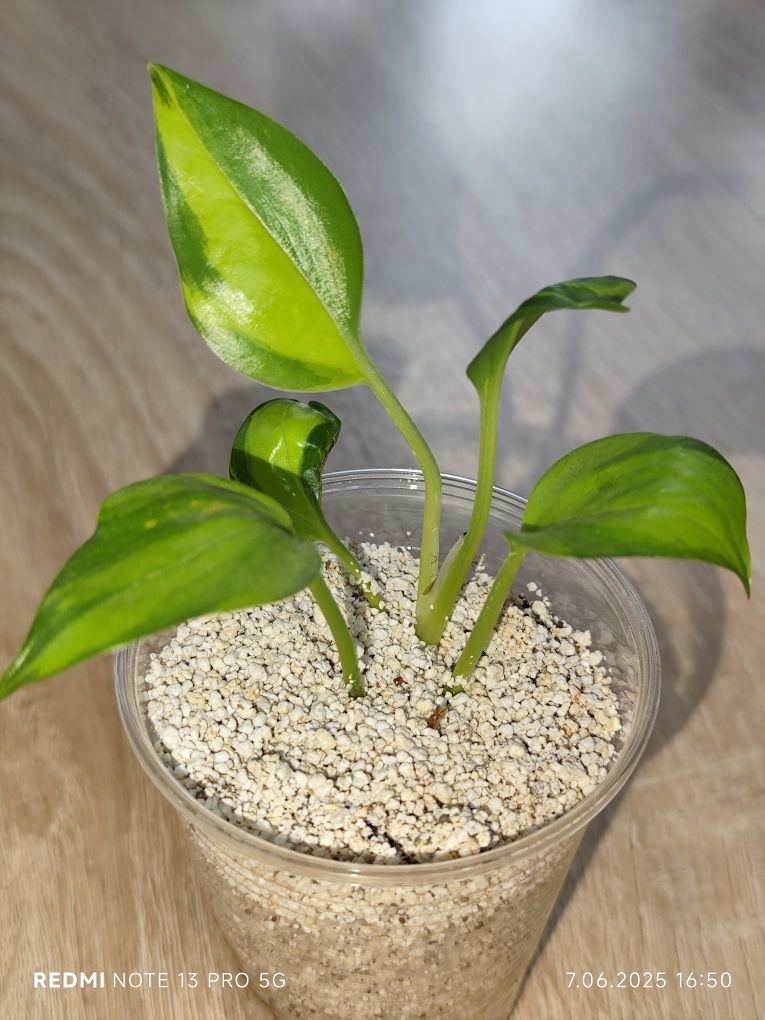Epipremnum kiwi Kalisz