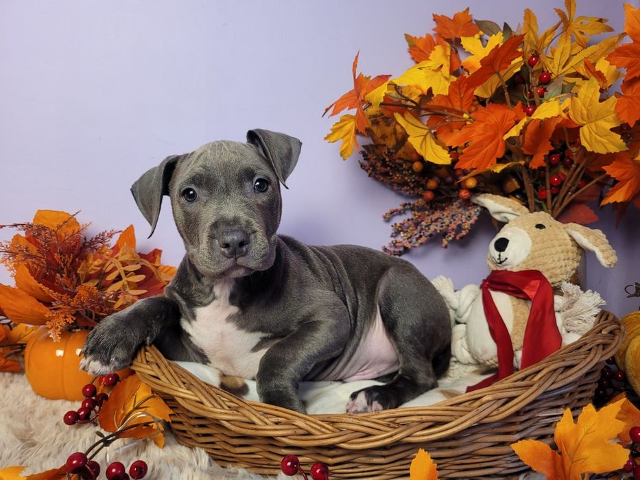 Cudowny piesek Amstaff blue!