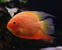 Severum red spot