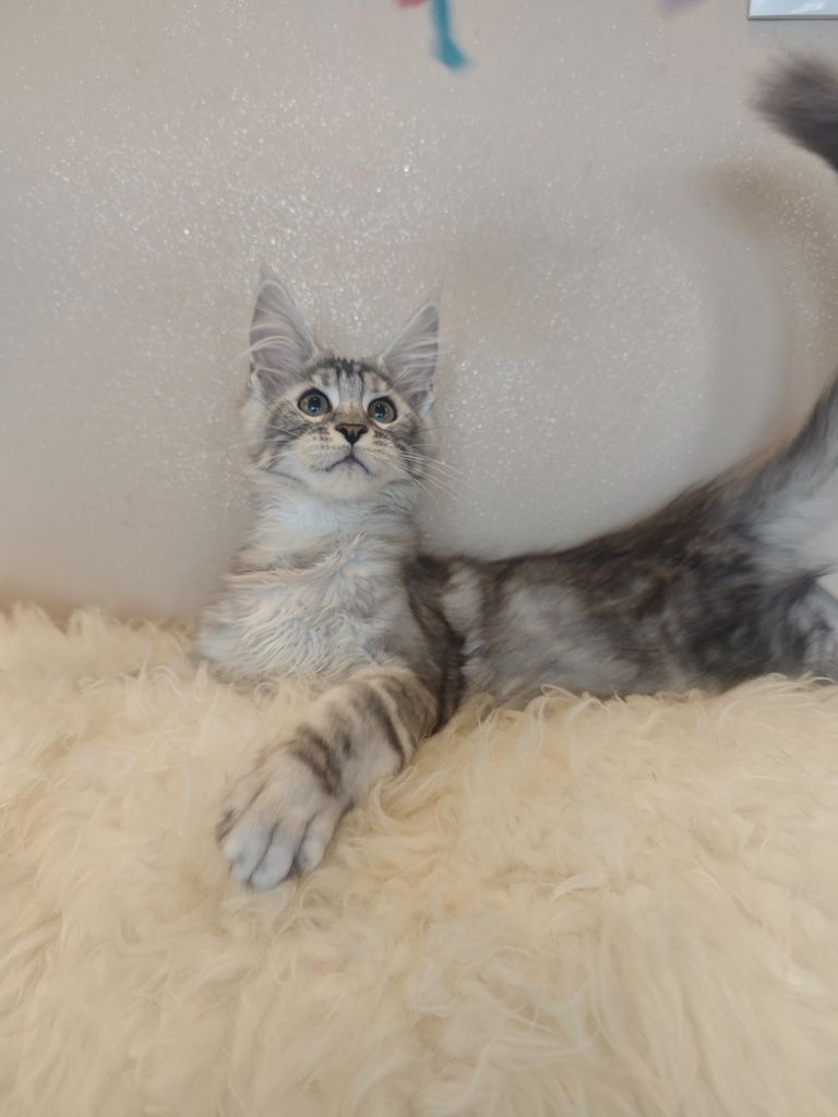 Cudny kocurek Maine Coon