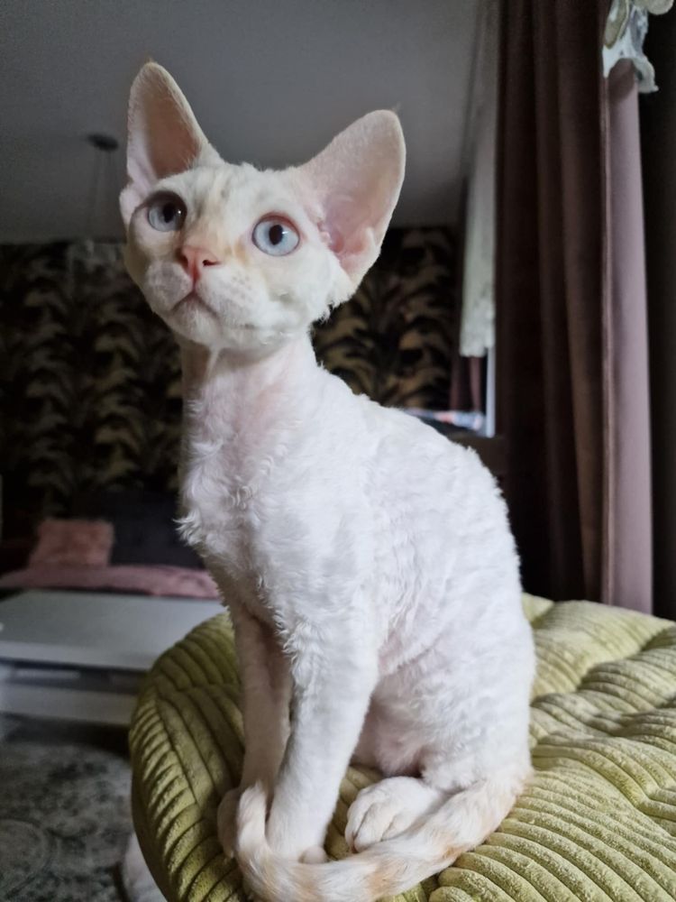 Kot Devon Rex kremowy point