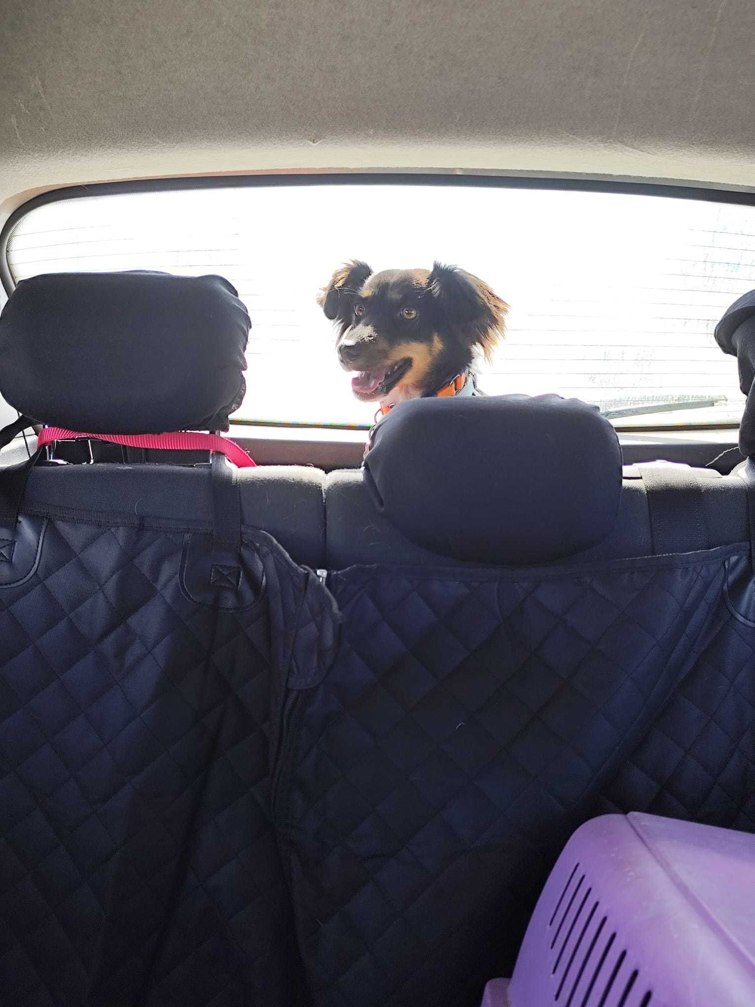 BROWNIE (Fêmea, 10Kg, 1 Ano) Para Adoção