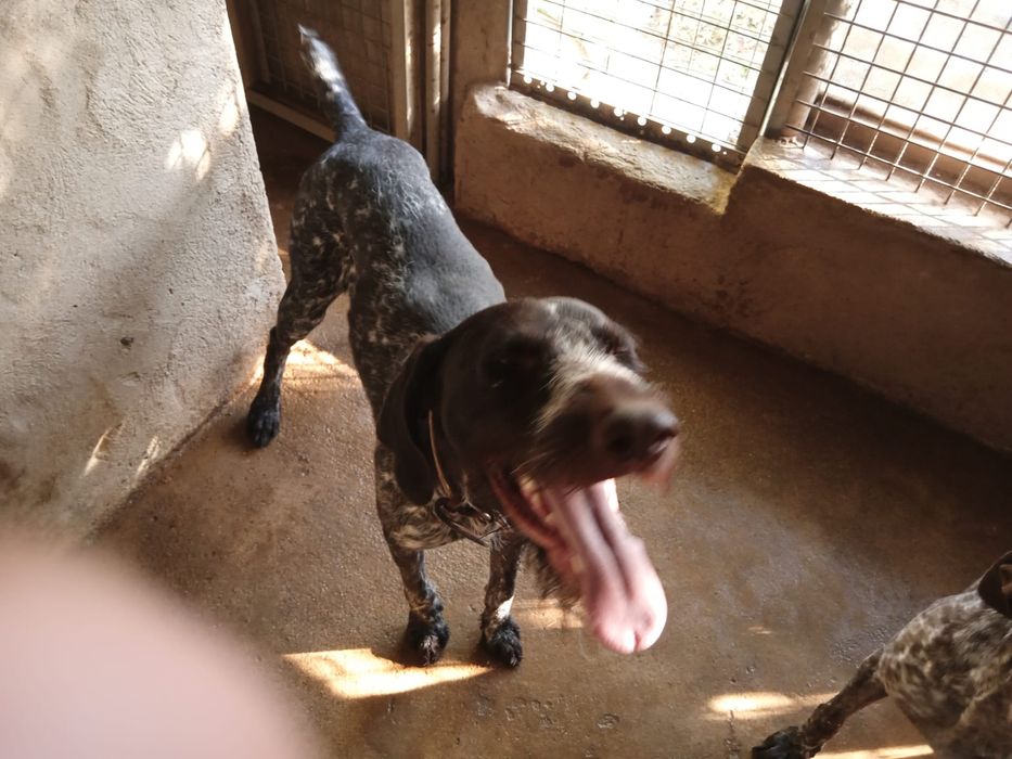 Doa-se cao drahthaar