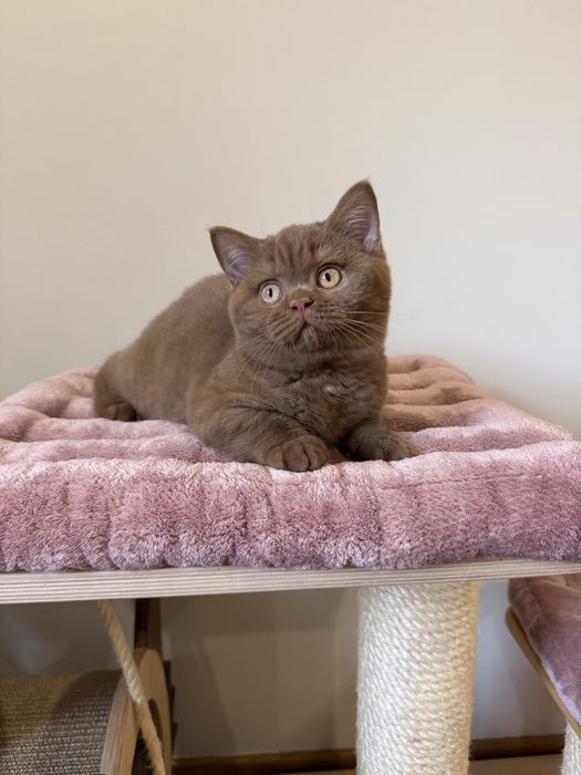 Fêmea British Shorthair  com LOP
