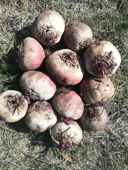 Свёкла столовая 5грн/кг