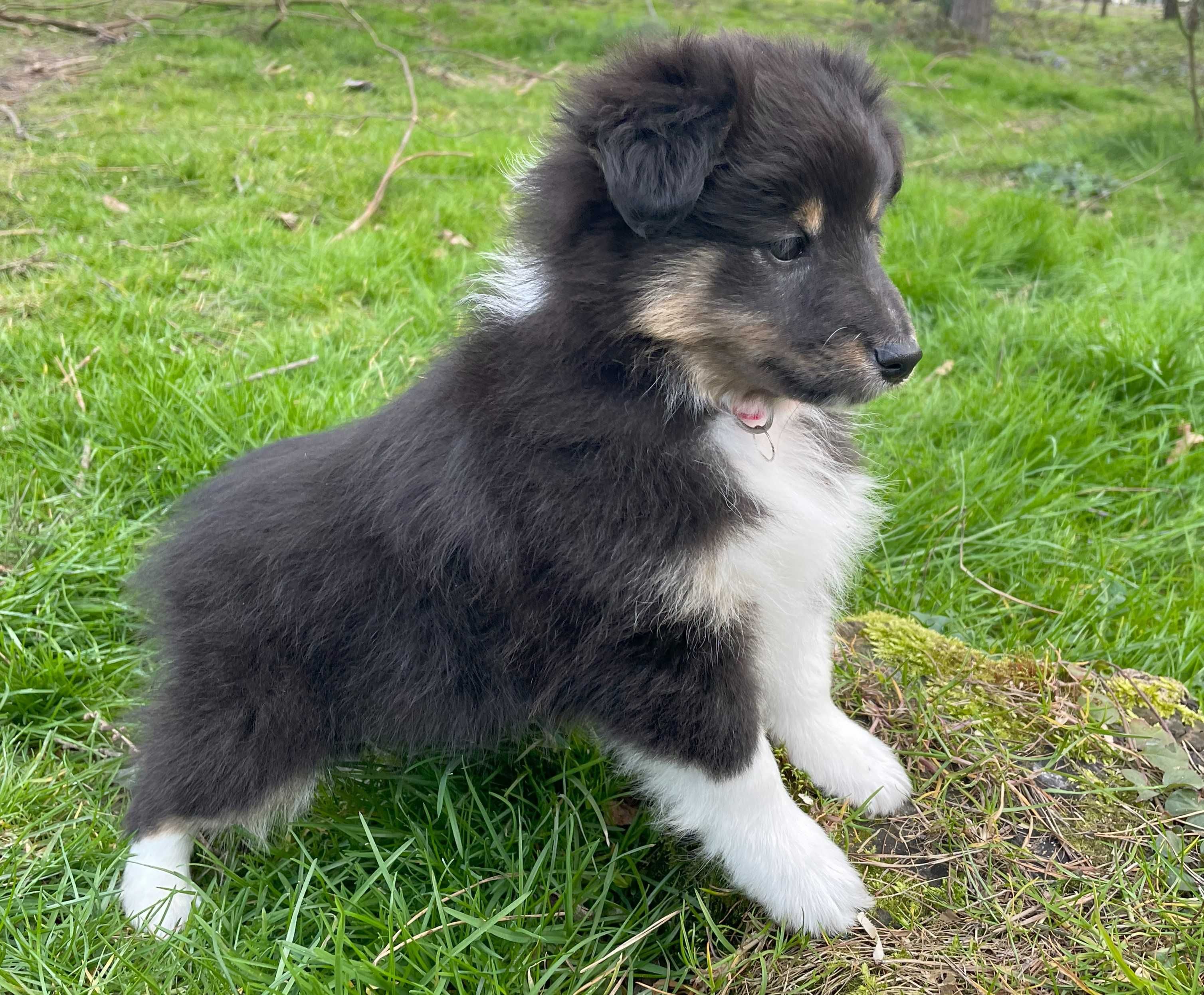 owczarek szetlandzki, sheltie, shetland sheepdog