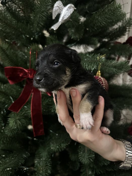 Безкоштовно цуценята