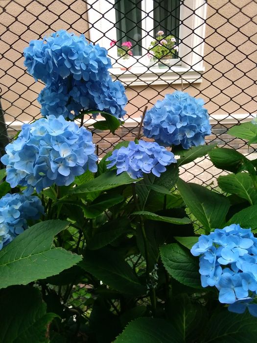 Продаю кусти гортензії