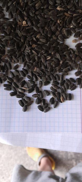 Насіння соняшнику відром 10л