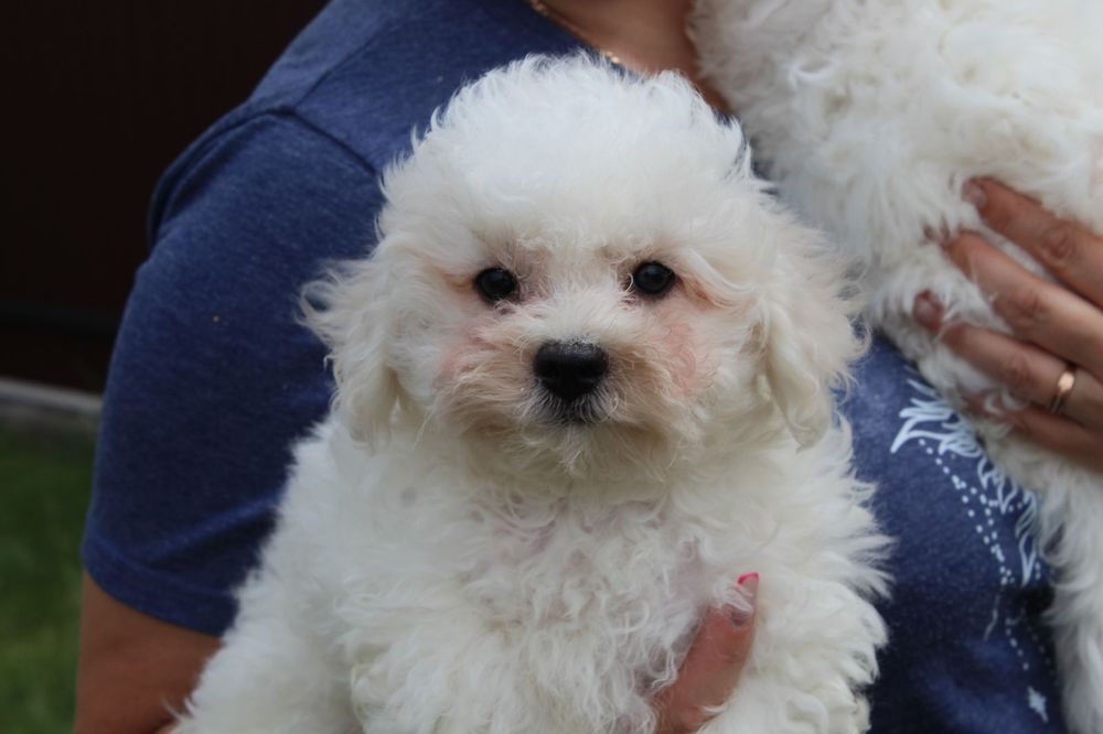 Хлопчики Бішон Фрізе