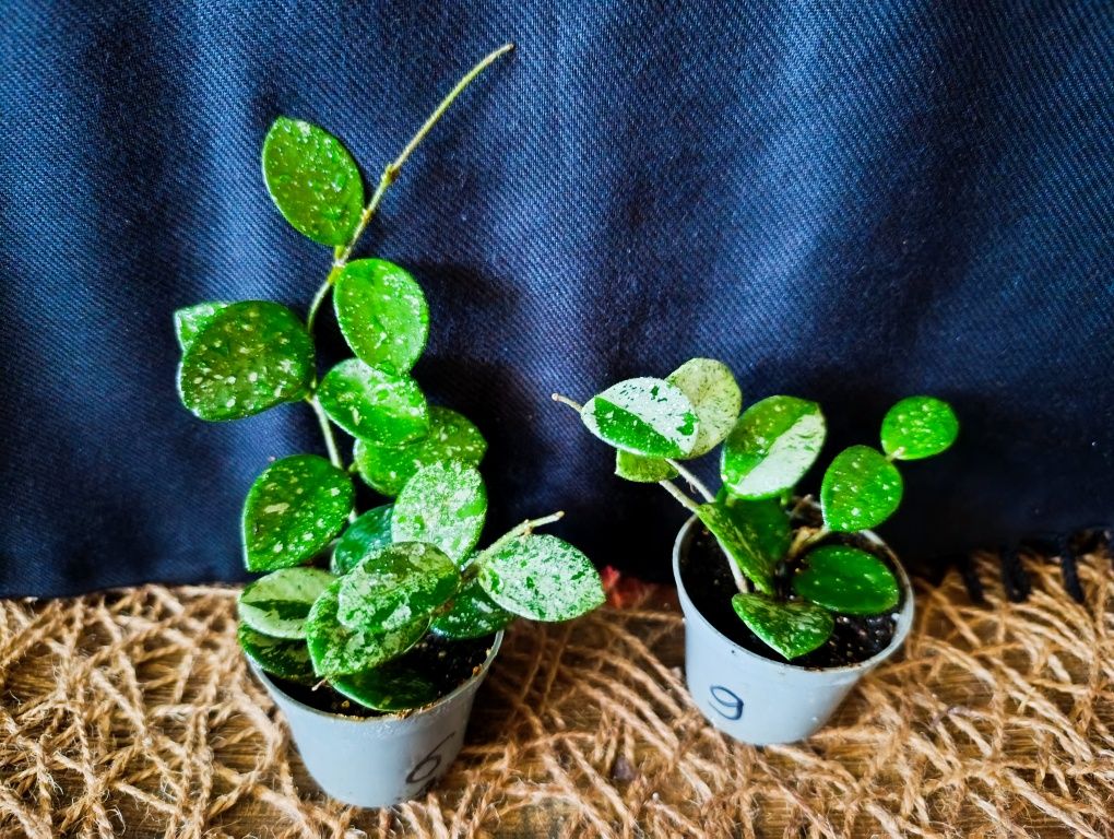 Hoya Mathilde Splash