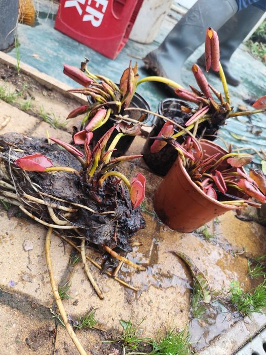 Nenúfares flor branca/rosa