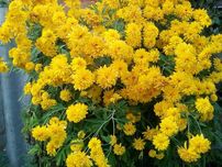 Рудбекія золота куля (Рудбекия золотой шар)