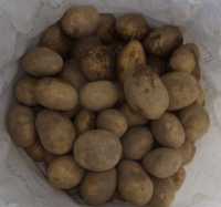 картопля насінка