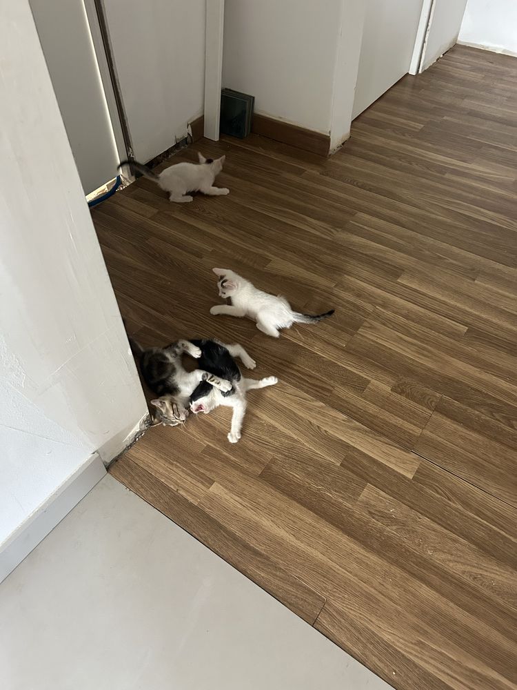 Gatinhos para adocao