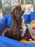 Piesek Lagotto Romagnolo - Hodowla Salus Canis FCI