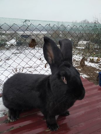 Продам кролі породи сірий велетень.