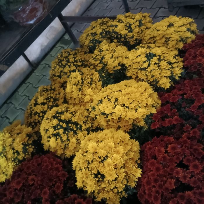 Chryzantemy , Dąbki