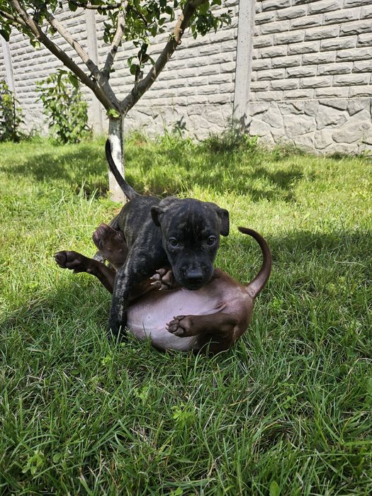 Щенки американского питбультерьера.