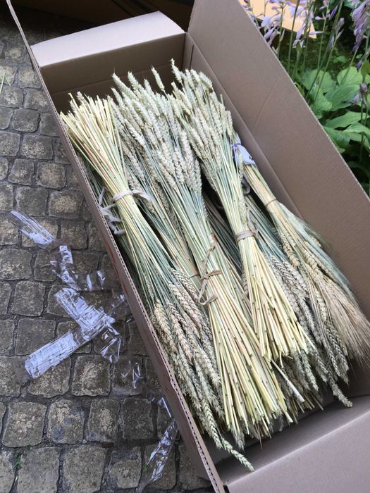 Колоски пшениці.