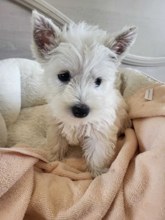 West Highland White Terrier/ Вест Хайленд Уайт Терр'єр