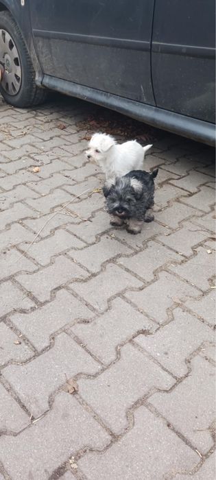 Sczeniak rasy sznucer miniatura szuka nowego domu
