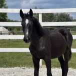 Klacz Tytania po Presley Boy of Caprioni Dh Z