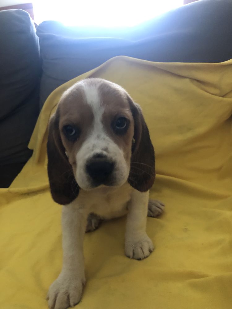 Beagle. Pronto para entrega. Vacinado e desparasitado. Pais a vista.