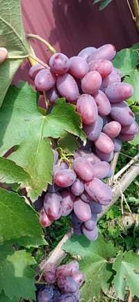 Саджанці винограду та чубуки