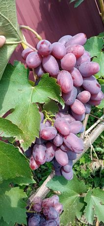 Саджанці винограду та чубуки