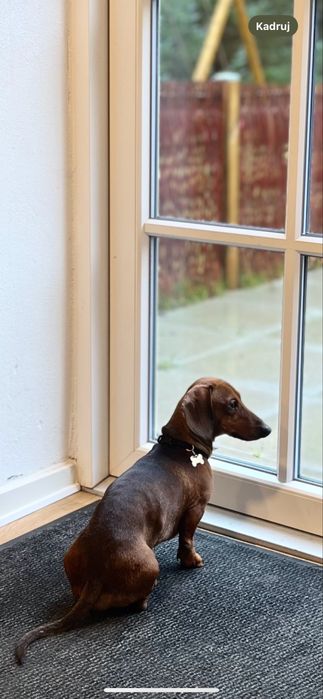 Jamnik kròliczy reproduktor