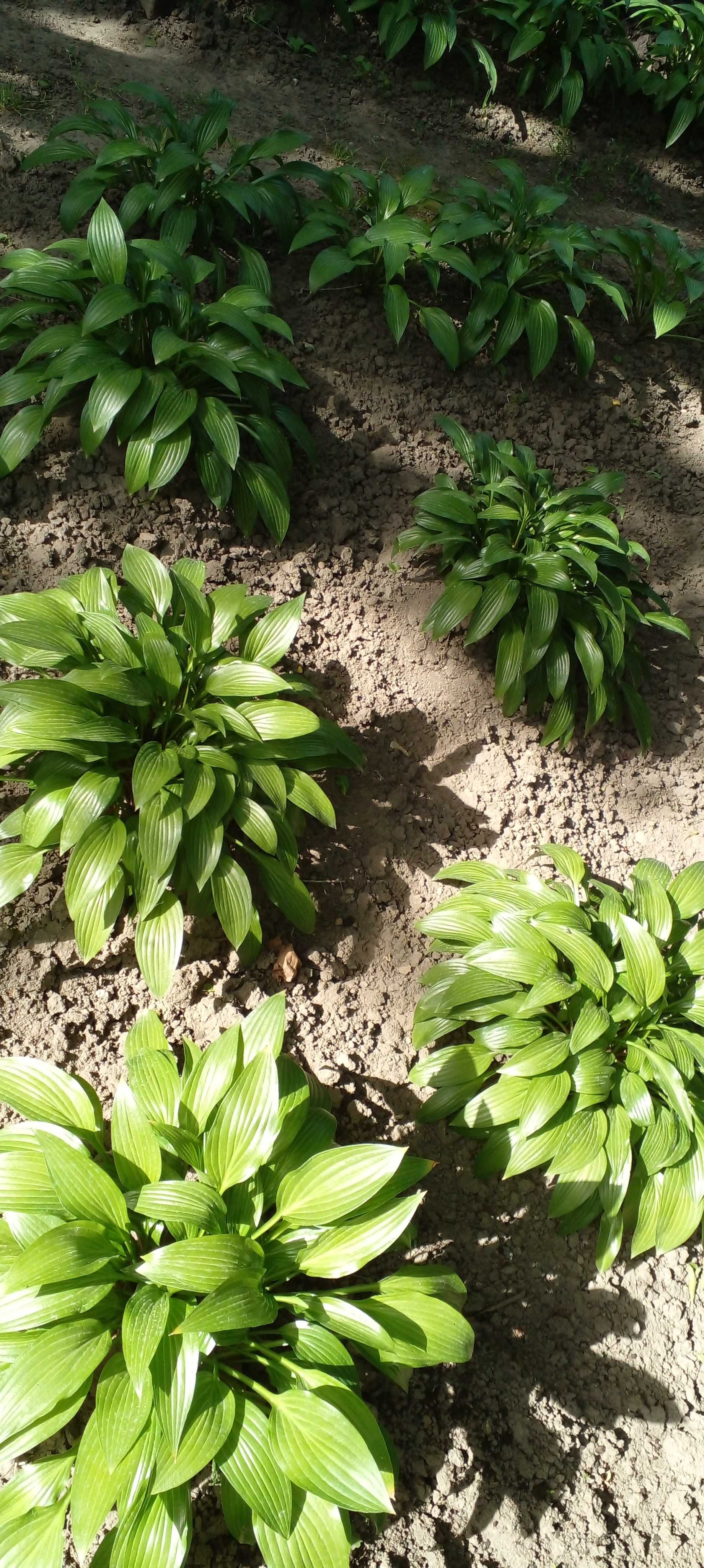 Хоста узколистая - садовое растение, многолетник для тенистого сада