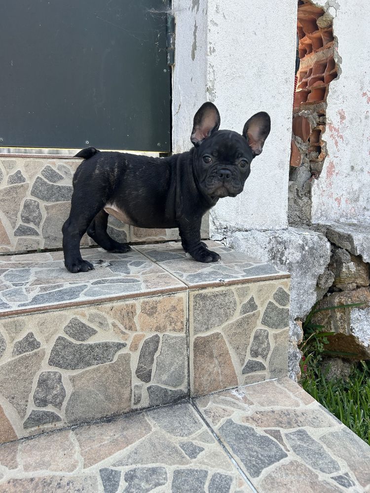 Bulldog frances Menina