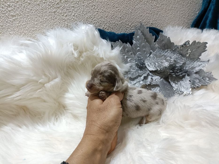 Teckel machinho mini Isabella tan