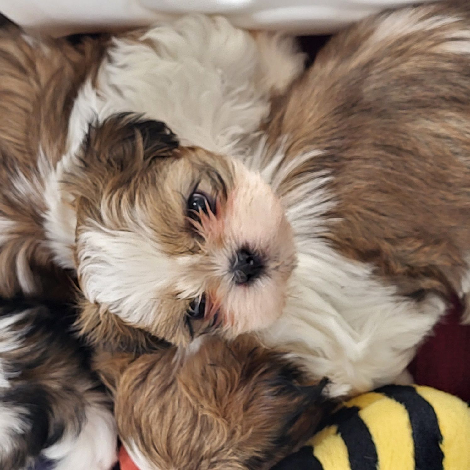 Shihtzu shih-tzu pies rodowodem samiec