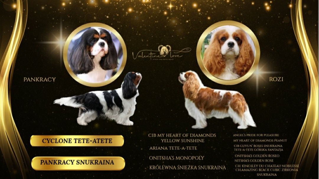 Cavalier King Charles Spaniel ZKwP FCI