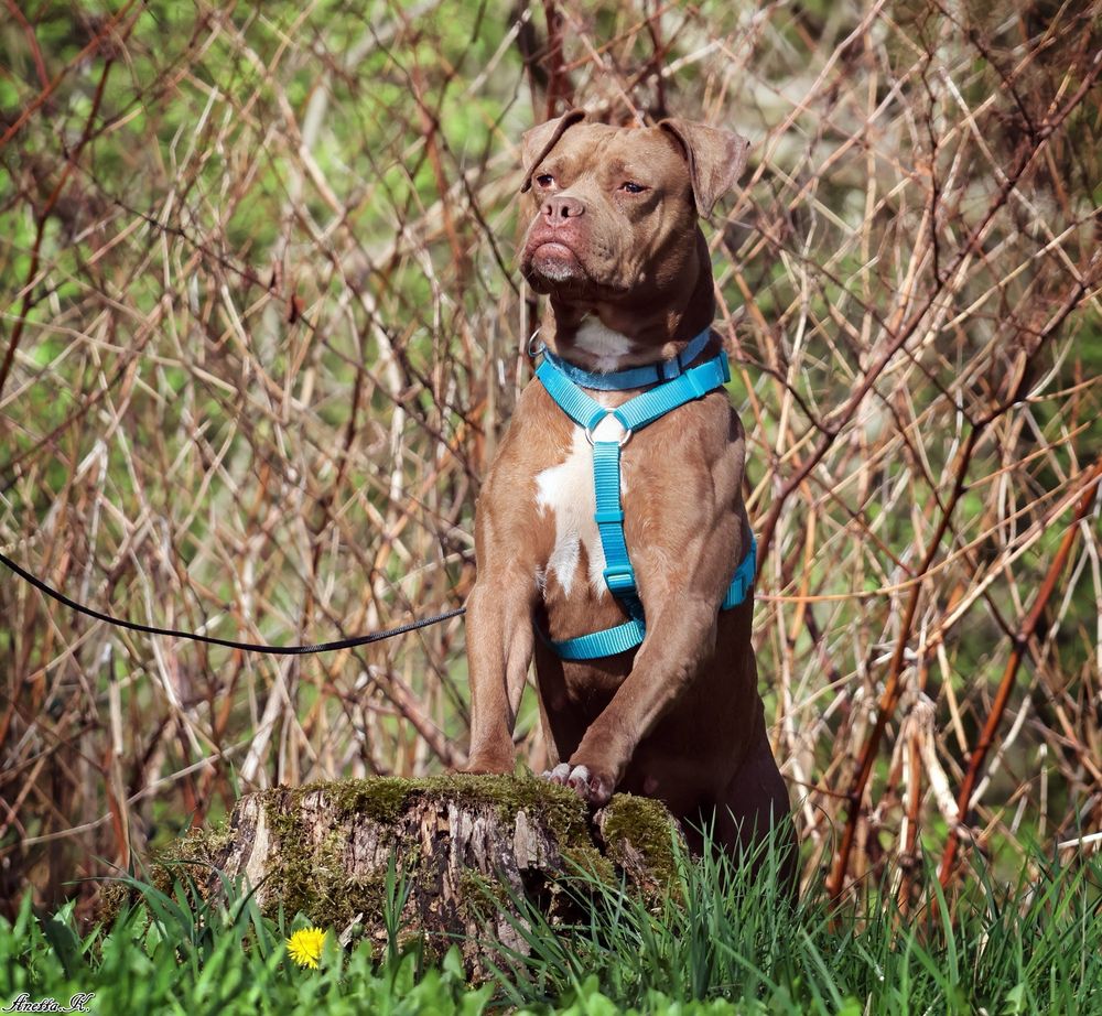 Nieśmiała Dolly w typie pitbulla szuka dobrego domu