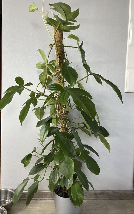 Філодендрон скваміферум