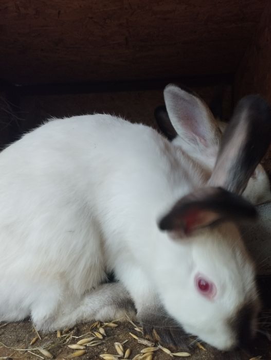 Króliki kalifornijskie