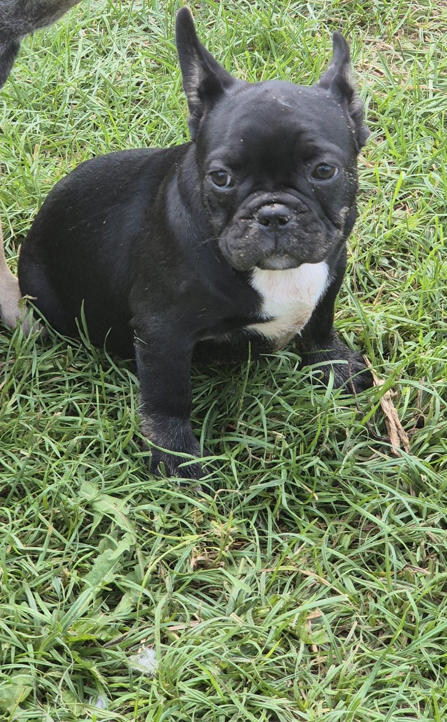 Szeniaki buldog francuski