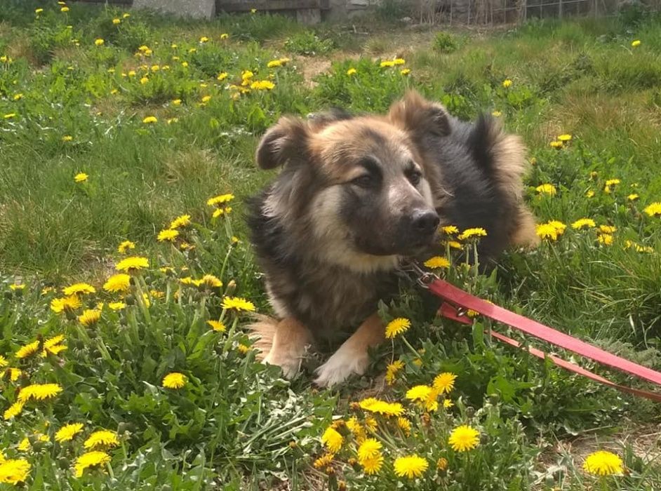 Szary piękny spory psiak do adopcji