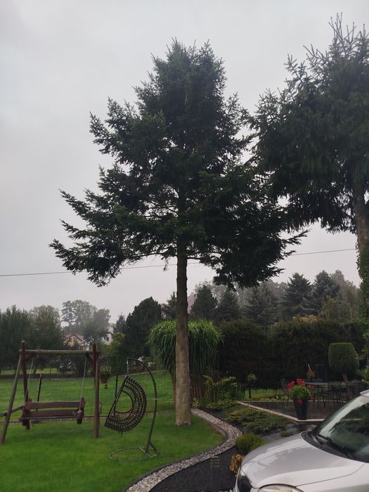 Oddam drewno z jodły za darmo wycinkę posiadam
