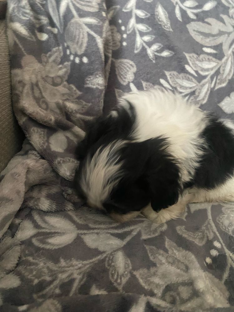 Piesek rasy shih tzu