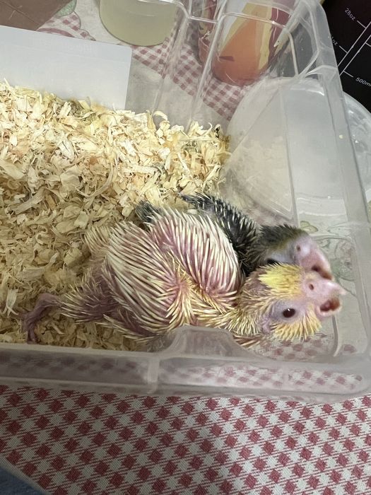 Caturras para acabar de criar a mao