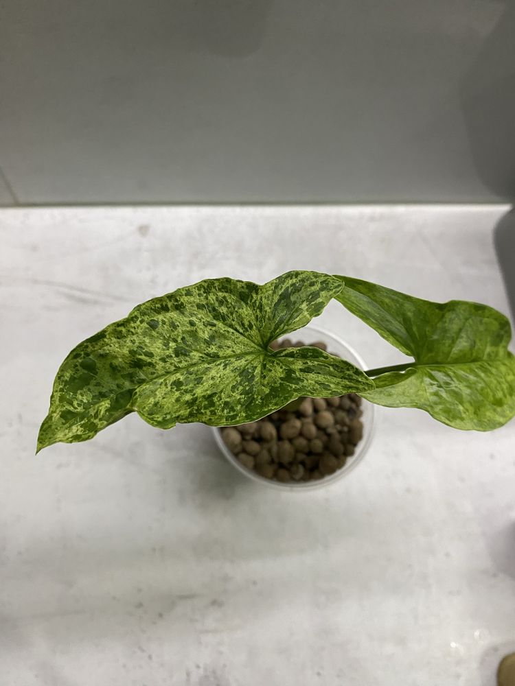 Syngonium mottled mohito / mojito