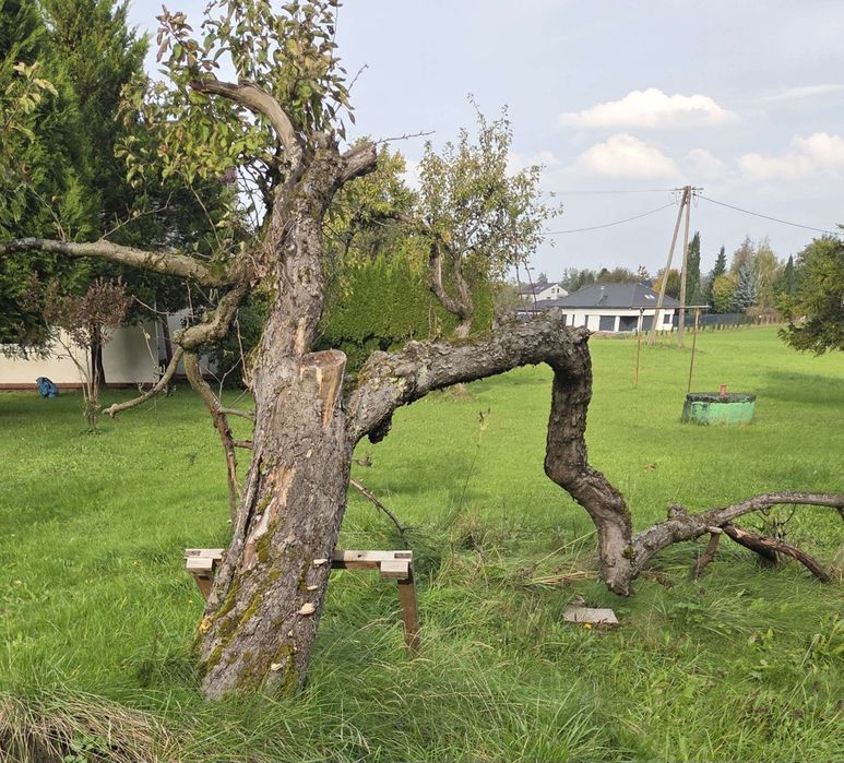 Usuwanie drzew usługi ogrodnicze