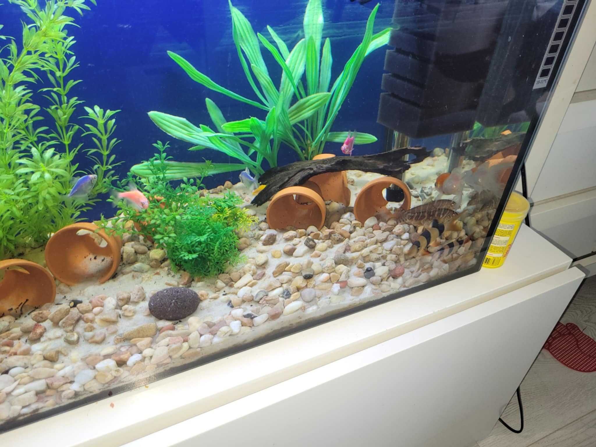 Oddam akwarium razem z rybami