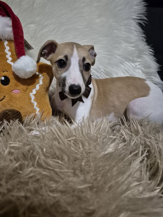 Chart Angielski Whippet Śliczna suczka FCI płowo-biały