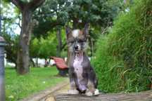 Lyborius Legacy - Chinese Crested Dog