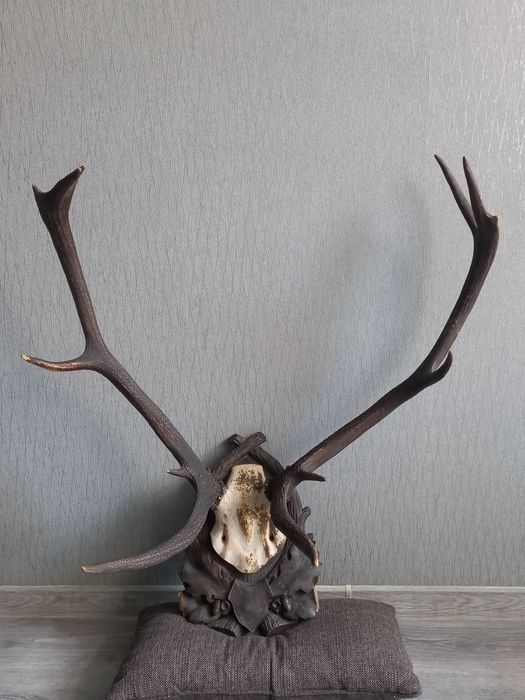 Рога оленя,,БЛАГОРОДНОГО,, на дереянной подставке - медальёне